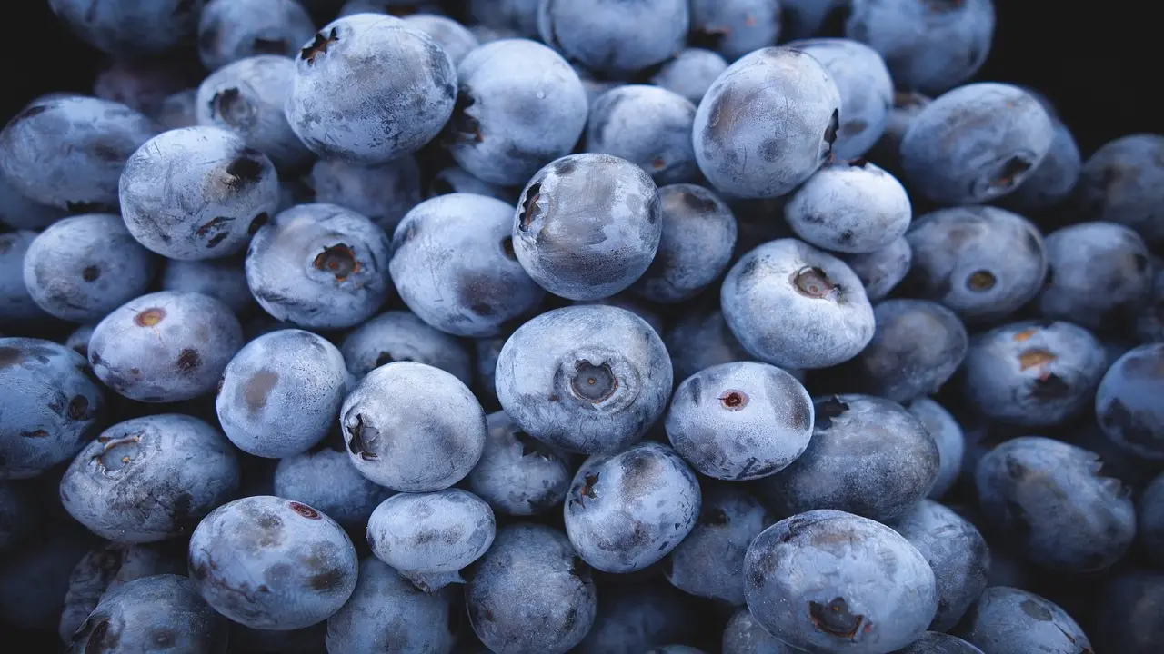 A lot of blueberries filling the viewport